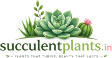 Succulent Plants India