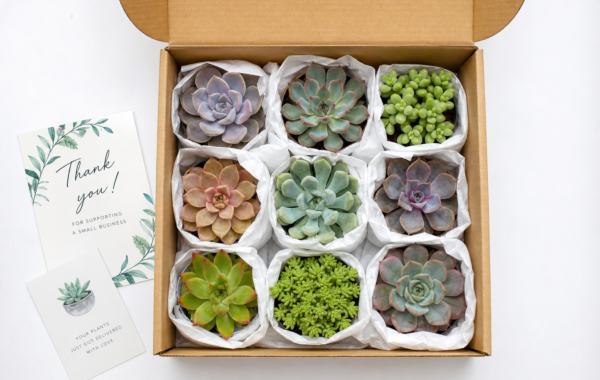 Buy Succulent Plants Online in India – The Complete Buyer’s Guide