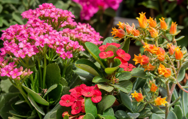 Flowering Succulent Plants in India — Varieties That Actually Bloom